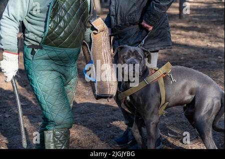 Schulung von Diensthunden für den Wachdienst. Cane Corso sieht aggressiv in die Kamera. An seiner Schnauze liegt eine blutige Wunde. Ein Zug Stockfoto