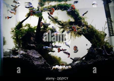 Guppy Fische im Aquarium Stockfoto