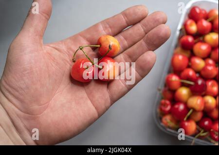 Reife süße Kirschen liegen in der offenen Handfläche eines Mannes. Eine neue Ernte von roten Beeren in einem klaren Tablett im Hintergrund. Gesunde Ernährung. Selektiver Fokus. Stockfoto