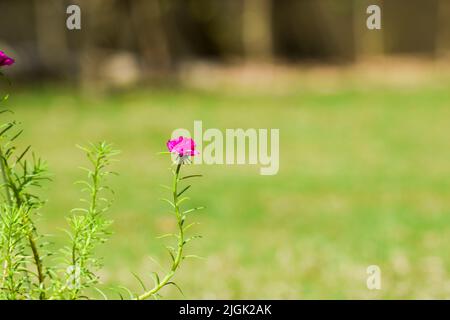 Portulaca grandiflora Blumen auch bekannt als eine mexikanische Rose, 11 Uhr, zehn Uhr Blumen. Saftig blühende Hausgartenpflanze in knallrosa Farbe. Stockfoto