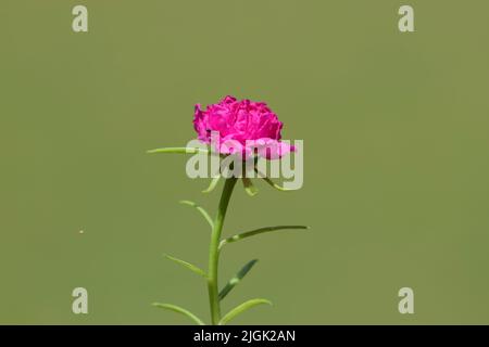 Nahaufnahme von einzelnen isolierten Portulaca grandiflora-Blüten auch als mexikanische Rosenblüten bekannt. Saftig blühende Hausgartenpflanze in knallrosa Farbe. Stockfoto