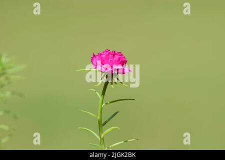 Nahaufnahme von einzelnen isolierten Portulaca grandiflora-Blüten auch als mexikanische Rosenblüten bekannt. Saftig blühende Hausgartenpflanze in knallrosa Farbe. Stockfoto