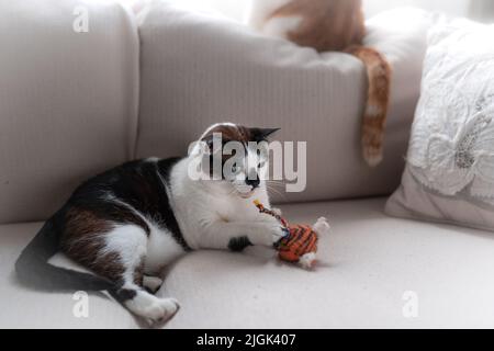Schwarz-weiße Katze mit blauen Augen, die auf einem Sofa mit einem Spielzeug spielt Stockfoto