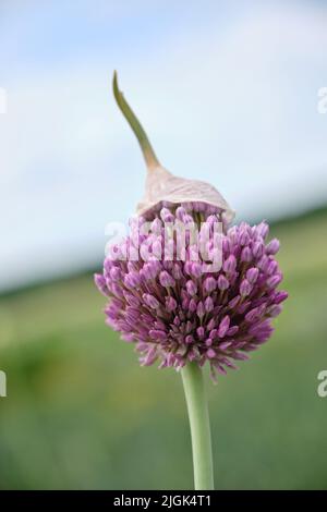 Lila rosa Garten Allium Blume aus Zwiebel und Knoblauch Familie. Stockfoto