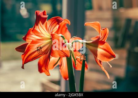 Schöne rote und orangefarbene Amaryllis blühen in der Sonne Stockfoto