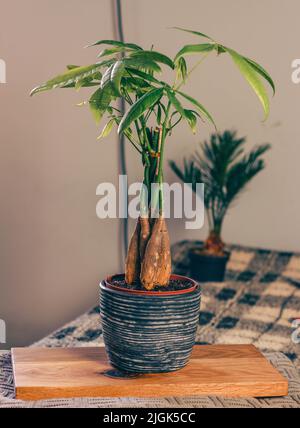 Geflochtene Geldanlage, pachira aquatica in Steintopf Stockfoto