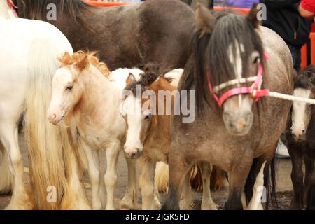 Stuten und ihre Fohlen, Appleby Horse Fair, Appleby in Westmorland, Cumbria Stockfoto