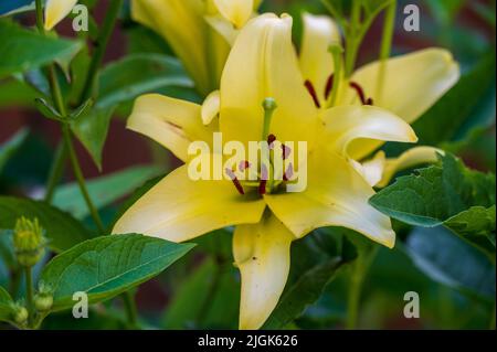 Lilium candidum L. Stockfoto