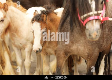 Zwei Stuten und ihre beiden Fohlen, Appleby Horse Fair, Appleby in Westmorland, Cumbria Stockfoto