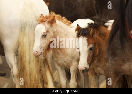 Zwei Stuten und ihre beiden Fohlen, Appleby Horse Fair, Appleby in Westmorland, Cumbria Stockfoto