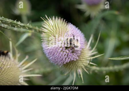 Eine Hummel (bombus terrestris) sammelt am 10.. Juli 2022 in London, England, Pollen auf einer blühenden Speerdistel (Cirsium lanceolatum) in einem Garten im Süden Londons. Stockfoto