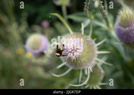 Eine Hummel (bombus terrestris) sammelt am 10.. Juli 2022 in London, England, Pollen auf einer blühenden Speerdistel (Cirsium lanceolatum) in einem Garten im Süden Londons. Stockfoto