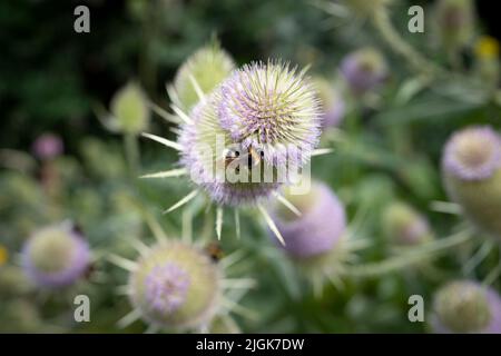 Eine Hummel (bombus terrestris) sammelt am 10.. Juli 2022 in London, England, Pollen auf einer blühenden Speerdistel (Cirsium lanceolatum) in einem Garten im Süden Londons. Stockfoto