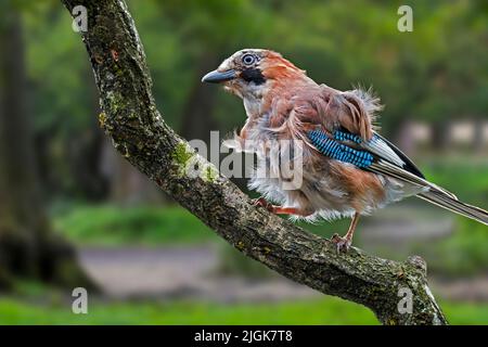 Eurasischer eichelhäher / Europäischer eichelhäher (Garrulus glandarius / Corvus glandarius), der auf einem Ast mit gekräuselten Federn im Wald thront Stockfoto