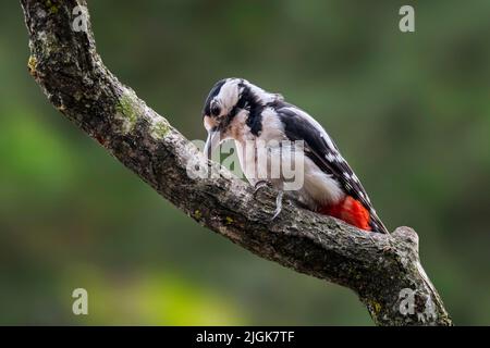 Buntspecht / Buntspecht (Dendrocopos major) Weibchen auf der Nahrungssuche am Baumzweig im Wald Stockfoto