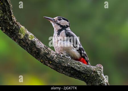 Buntspecht / Buntspecht (Dendrocopos major) Weibchen auf der Nahrungssuche am Baumzweig im Wald Stockfoto