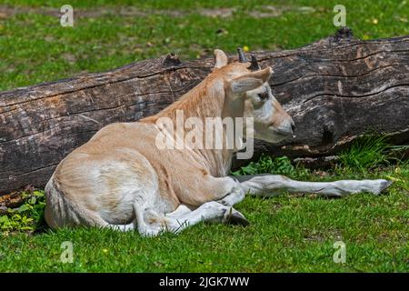 Addax / weisse Antilope / Schreihornantilope (Addax nasomaculatus) niedliches Kalb, das im Zoo ruht, Antilope, die in der Sahara beheimatet ist Stockfoto