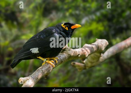 Gewöhnlicher Berg-Myna-Vogel (Gracula religiosa / Gracula indica), der in den Hügellandregionen Südasiens und Südostasiens beheimatet ist Stockfoto