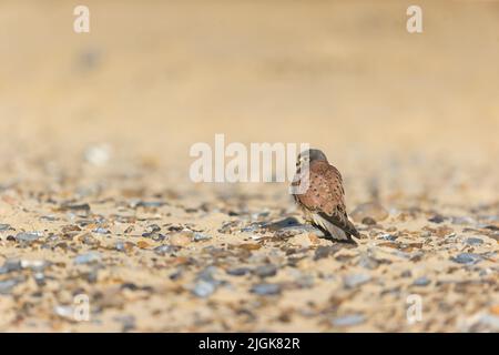 Falco tinnunculus, erwachsener Kater, der am Strand steht, Suffolk, England, Juli Stockfoto