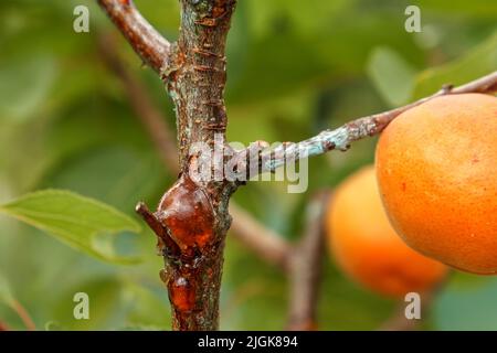 Massives Holzharz auf der Oberfläche des Aprikosenstammes. Prunus armeniaca L. Gummosis - pathologische Produktion von Exudate-Mumie auf Obstbäumen im g Stockfoto