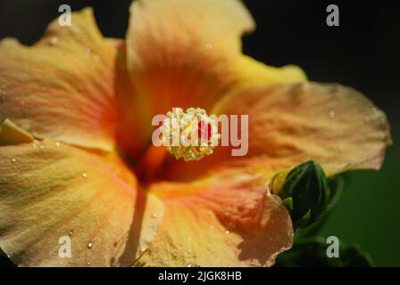 Gelbe Hibiskus Tropenblume Dominikanische Republik Hawaii leuchtende, wunderschöne Blumennähe Stockfoto
