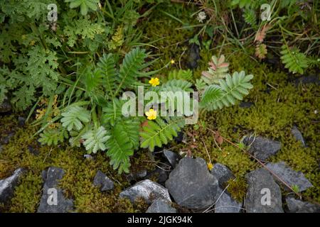 Gewöhnlicher Silberweed (Potentilla anserina oder Argentina anserina) und Moos, Schottland Stockfoto