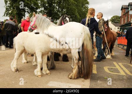 Ein Fohlen von seiner Mutter auf der Straße, Appleby Horse Fair, Appleby in Westmorland, Cumbria Stockfoto