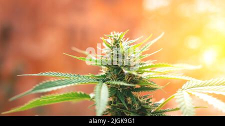 Blühendes Marihuana. Anbau von Cannabis. Blatt einer Heilpflanze. Ernte eine blühende Indica. Topf mit natürlichen Kräutern. Stockfoto