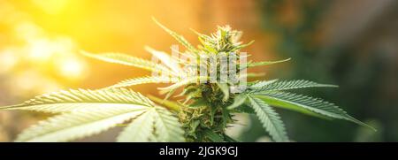 Blühendes Marihuana. Anbau von Cannabis. Blatt einer Heilpflanze. Ernte eine blühende Indica. Topf mit natürlichen Kräutern. Stockfoto