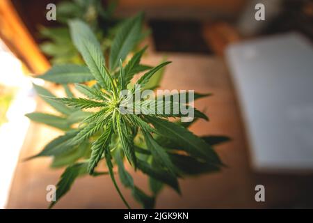 Blühendes Marihuana. Anbau von Cannabis. Blatt einer Heilpflanze. Ernte eine blühende Indica. Topf mit natürlichen Kräutern. Stockfoto