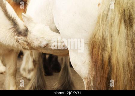 Nahaufnahme eines Fohlens, das von seiner Mutter auf der Straße gefüttert wird, Appleby Horse Fair, Appleby in Westmorland, Cumbria Stockfoto