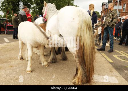 Ein Fohlen von seiner Mutter, Appleby Horse Fair, Appleby in Westmorland, Cumbria Stockfoto