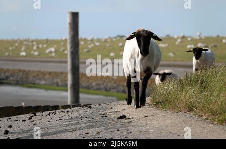 Deutsch Schwarzköpfigen Mutton Schafe zu Fuß auf dem Asphalt Teil des Deiches. Im Hintergrund befinden sich Hunderte von Schafen. Auf der linken Seite unter dem Deich ist Stockfoto