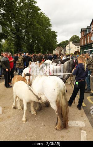 Ein Fohlen von seiner Mutter, Appleby Horse Fair, Appleby in Westmorland, Cumbria Stockfoto