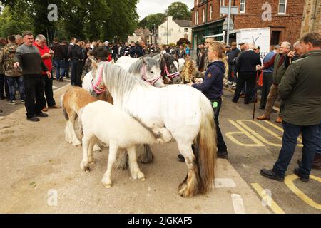 Ein Fohlen von seiner Mutter, Appleby Horse Fair, Appleby in Westmorland, Cumbria Stockfoto