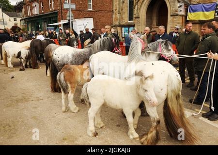 Stuten und ihre Fohlen stehen in einer Reihe, Appleby Horse Fair, Appleby in Westmorland, Cumbria Stockfoto
