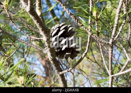 Aleppo-Kiefernkegel, Pinus Halapensis, Dalmatien, Kroatien Stockfoto