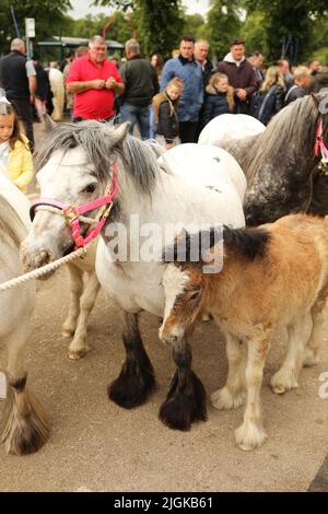 Eine Stute und ein Fohlen, Appleby Horse Fair, Appleby in Westmorland, Cumbria Stockfoto