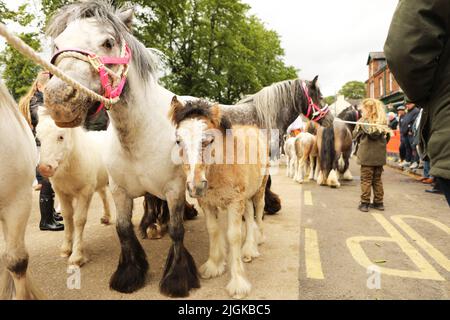 Stuten mit ihren Fohlen, Appleby Horse Fair, Appleby in Westmorland, Cumbria Stockfoto