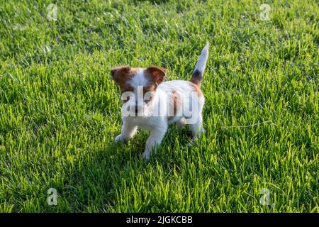 Von oben flauschiger Jack Russell Terrier Welpe, der auf grünem Gras von sonnenbeschienenen Rasen im Hof steht Stockfoto
