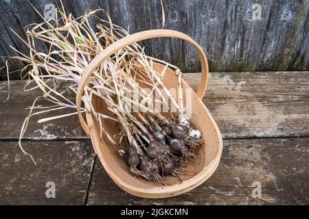 Ein Trug, der aus dem Gemüsegarten oder der Zuteilung gepflückten, selbst angebauten Knoblauch, Allium sativum, enthält. Stockfoto