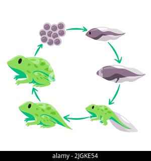 Lebenszyklus der Frosch-Metamorphose von Eiern Kaulquappe zu Froglet und Erwachsenen Stock Vektor