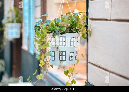 Liana Efeu Blume oder Blätter. Am Fenster hängt eine Blume in einem dekorativen weißen, handgefertigten Blumentopf. Das Konzept eines gemütlichen Zuhauses und eines sonnigen Frühlingstages Stockfoto