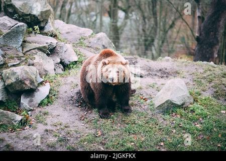 Bild eines großen Braunbären im Nationalpark, der im Wald spazierengeht. Nahaufnahme des wilden, großen Braunbären, Ursus Arctos, Männchen, das direkt auf die Kamera starrt Stockfoto