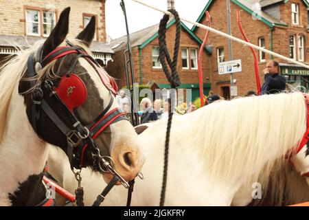 Gespannte Pferde, die an eine Freileitung gebunden sind, Appleby Horse Fair, Appleby in Westmorland, Cumbria Stockfoto