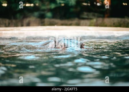 Nilpferd im grünen Seenwasser öffnet die Schnauze. Hippo wartet auf Essen im Zoo. Tier in der Natur Wasser Lebensraum aus der Nähe. Afrikanische Nilpferd-Tierwelt Stockfoto