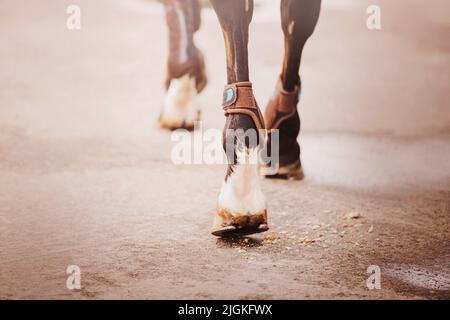 Eine Rückansicht eines Lorbeerpferdes, das an einem hellen Tag mit schurenden Hufen auf Asphalt tritt. Pferdesport. Stockfoto