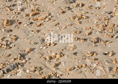 Sandschalen und Kieselsteine als Hintergrund. Flach liegend mit Platz für Text. Natürliche Landschaft Korallenblick auf einen schönen tropischen Strand an einem sonnigen Tag Stockfoto