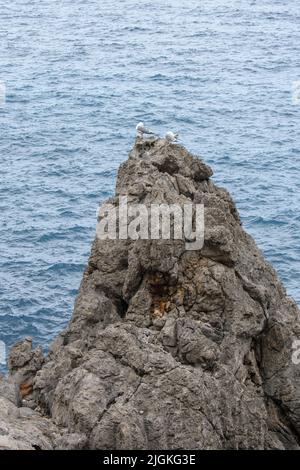 Zwei Möwen auf Felsen im Meerwasser Stockfoto