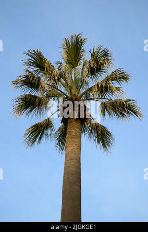 Palmen an der Küste von Viareggio, der Hauptstadt der toskanischen Versilia. Stockfoto